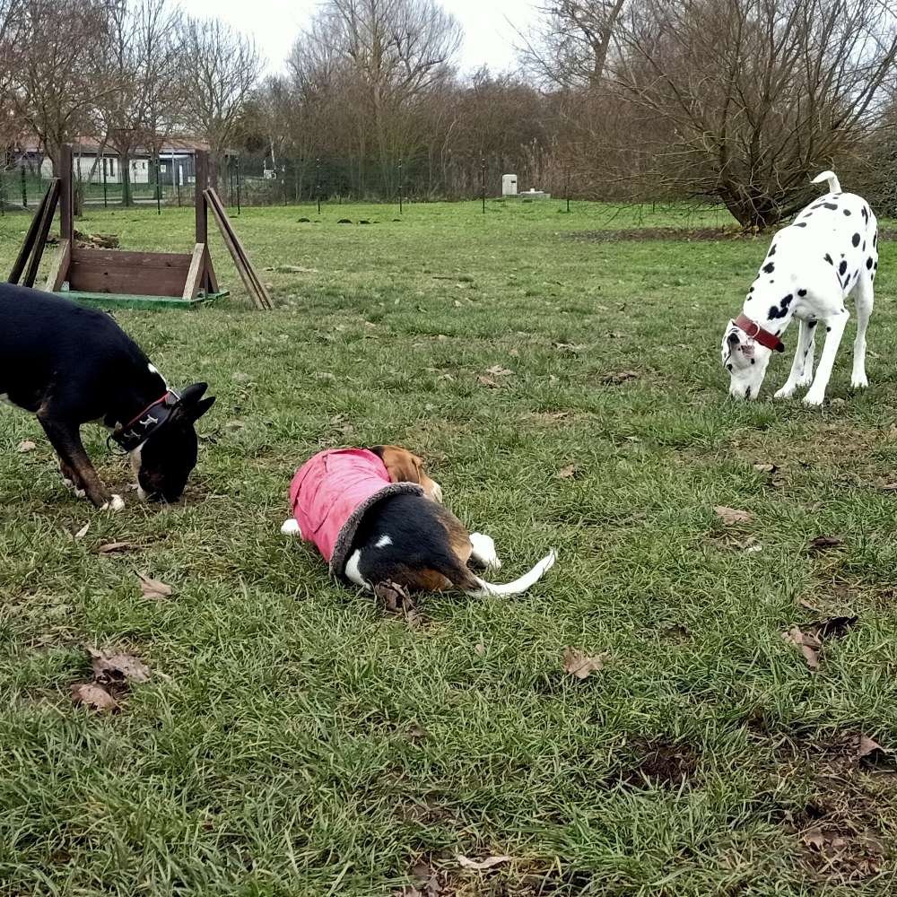 Hundetreffen-Hunderunde auf der Hundebadestelle täglich in Prenzlau-Profilbild