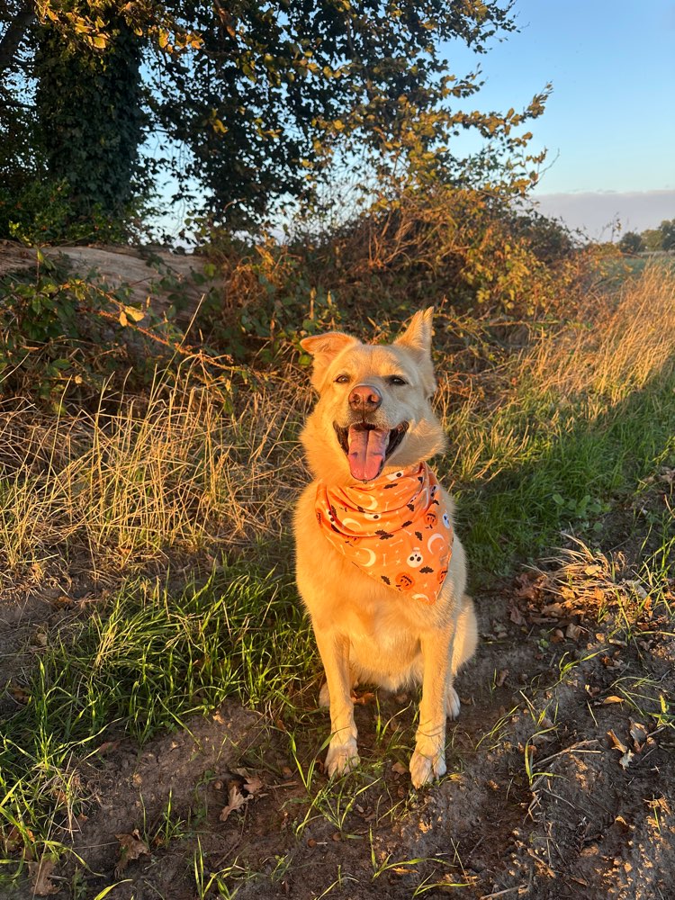 Hundetreffen-Hundekumpel gesucht 🐾-Profilbild