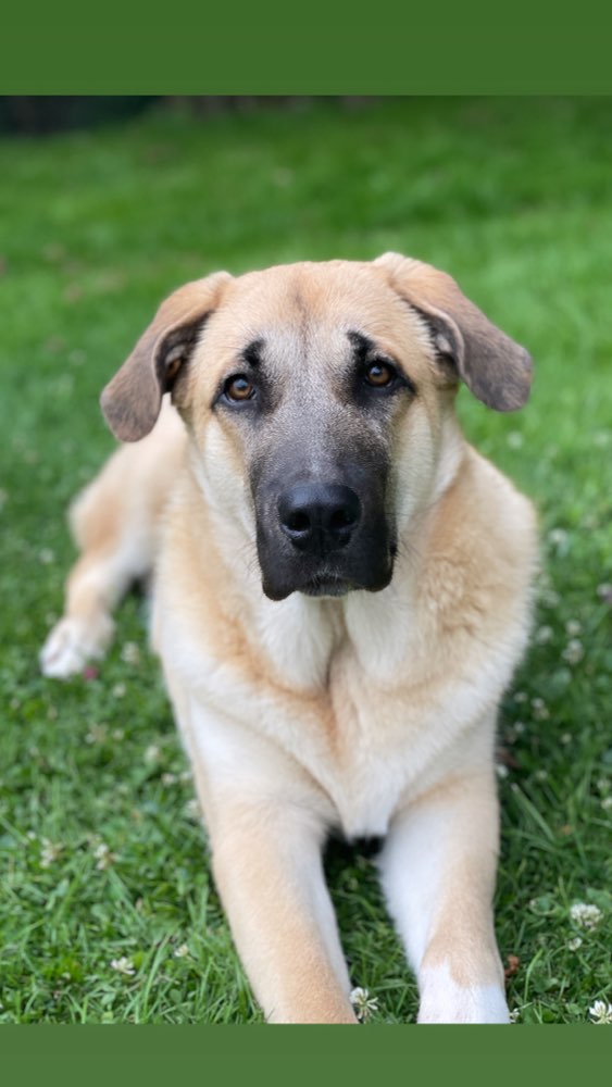 Hundetreffen-Spielgefährte gesucht-Profilbild