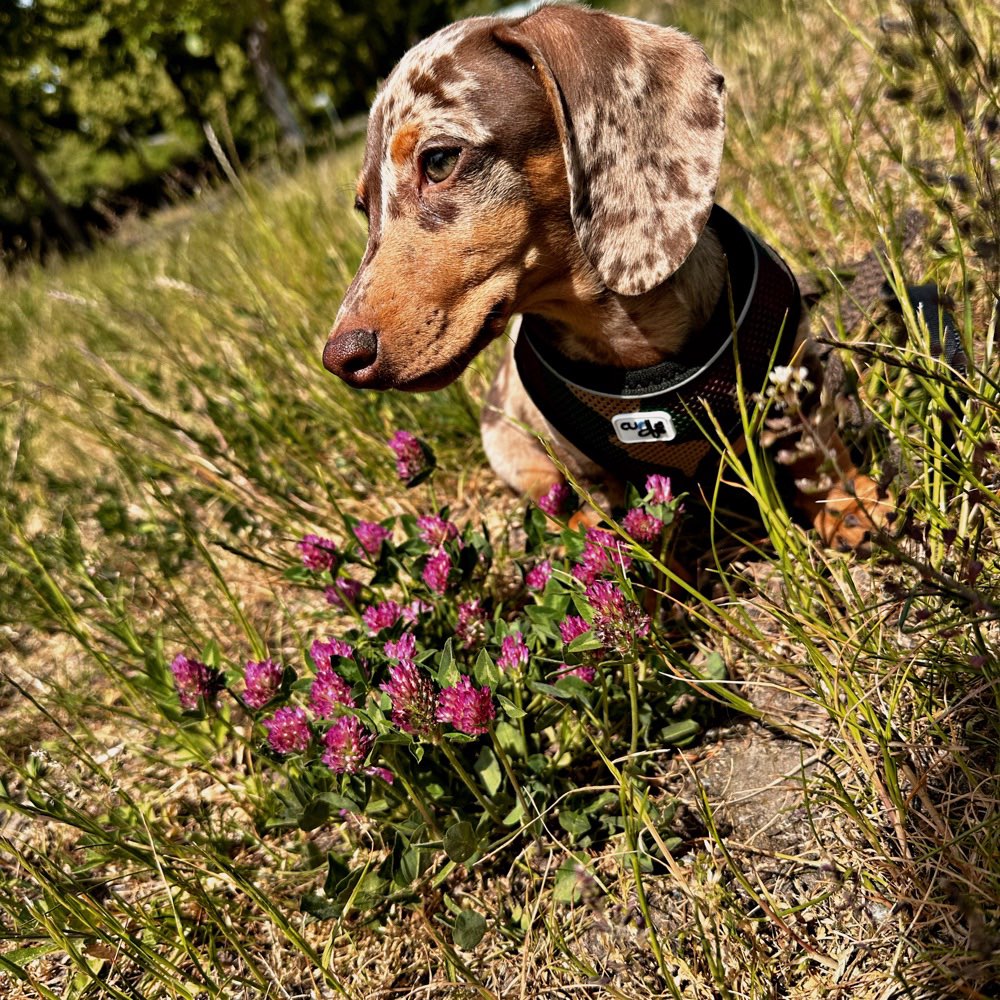 Hundetreffen-Welpen- & kleine Hunde Spielrunde-Profilbild