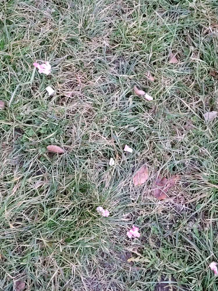 Giftköder-Fleisch in der Wiese-Profilbild