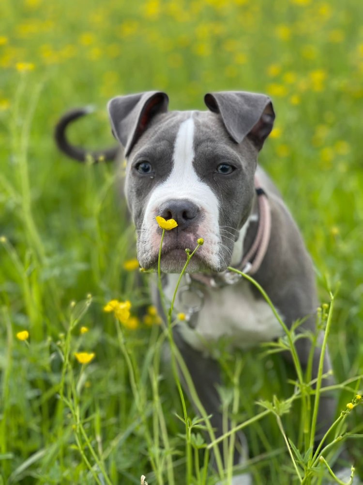 Hundetreffen-Welpentreffen-Profilbild