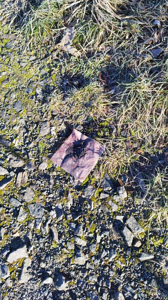 Giftköder-Kleine schwarze Kügelchen (Rattengift?)-Profilbild