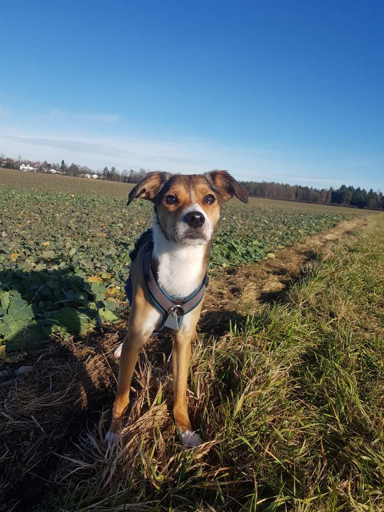 Hundetreffen-Gassi- und Trainingspartner-Profilbild