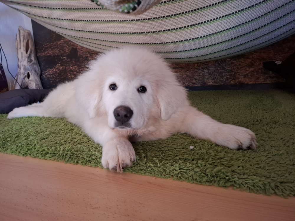 Hundetreffen-Hunde zur Sozialisierung gesucht-Profilbild