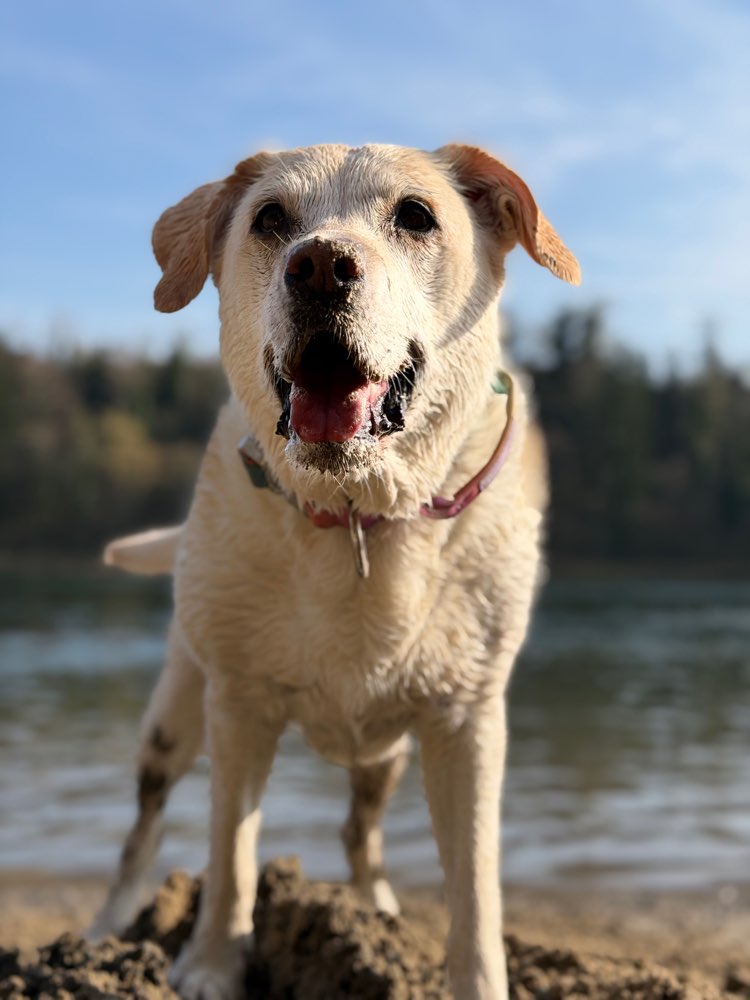 Hundetreffen-Spiel- & Spaziertreff 🐕-Profilbild