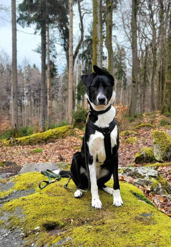 Hundetreffen-Freunde gesucht/Social Walks-Profilbild