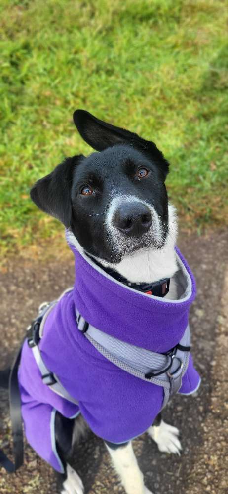 Hundetreffen-Social Walk-Profilbild