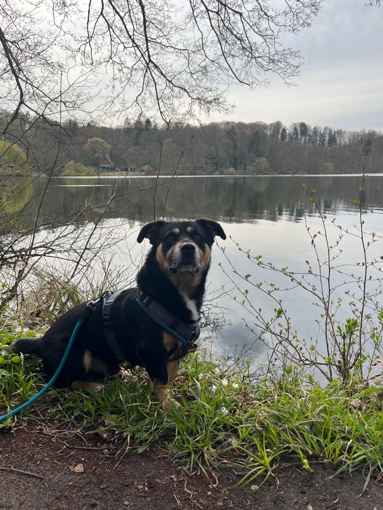 Hundetreffen-Sozialwalk nähe Wandsbek - Gartenstadt-Profilbild