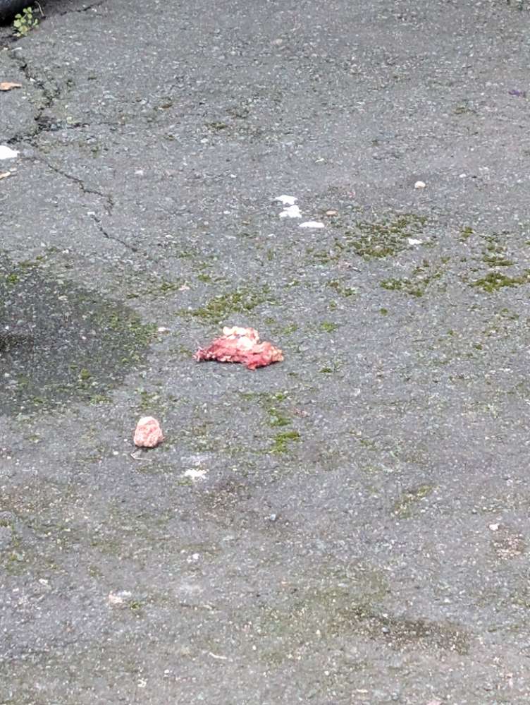 Giftköder-Fleischklumpen / Giftköder-Profilbild