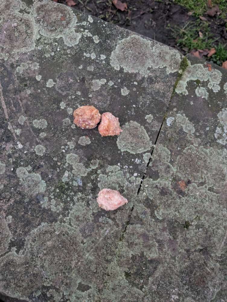 Giftköder-Giftköder ? In Form von Fleischklumpen-Profilbild