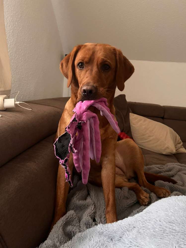 Hundetreffen-Spielgefährten für Läufigkeit gesucht-Profilbild