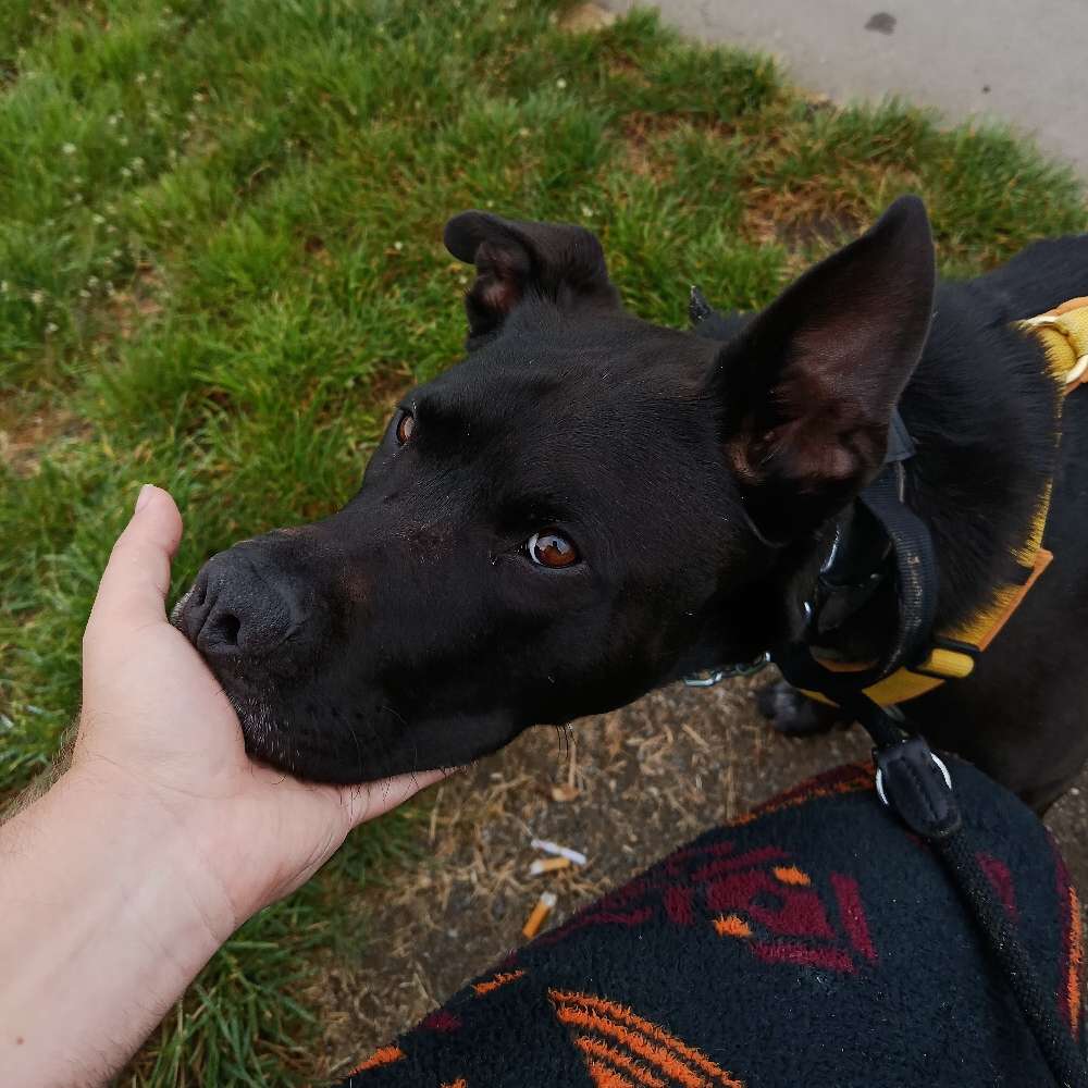 Hundetreffen-Bock auf Social Walks? 🐾-Profilbild