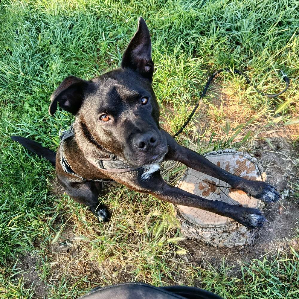 Hundetreffen-Suche Trainings- & Spielpartner :)-Profilbild