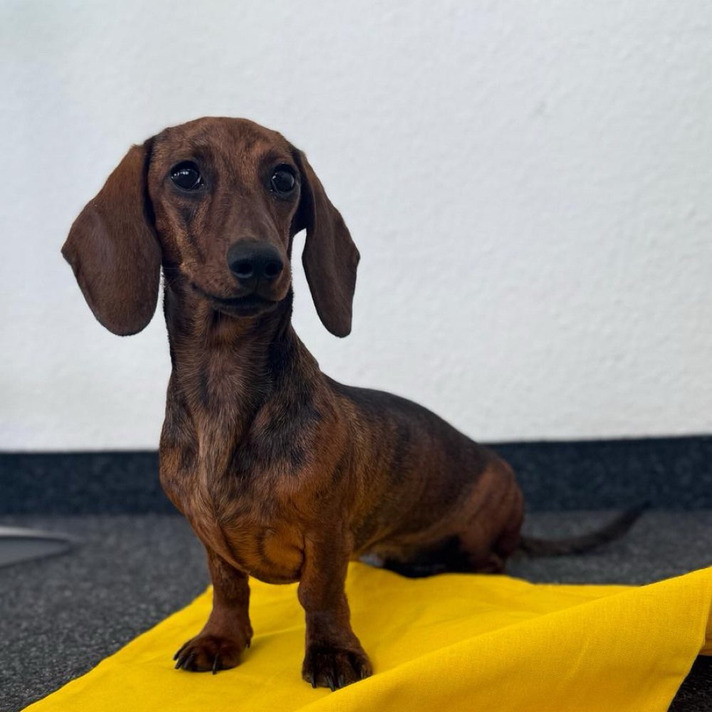 Hundetreffen-Spielgefährten gesucht 🐶🐾-Profilbild