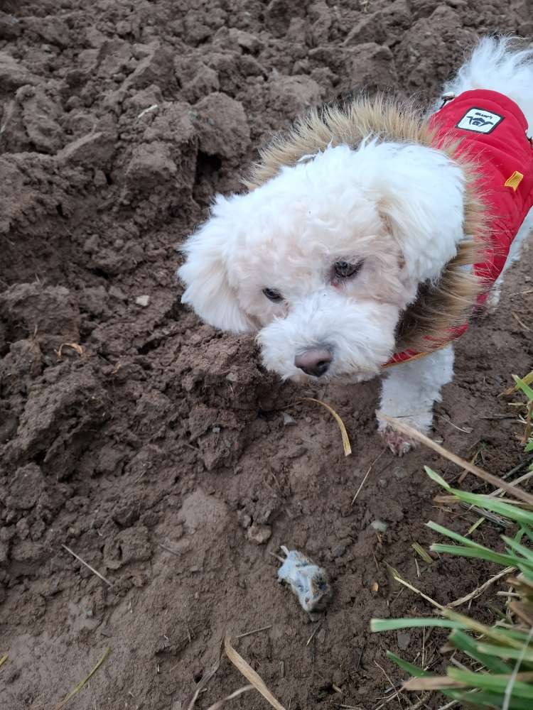 Hundetreffen-Gassirunde und spielen mit Bella-Profilbild