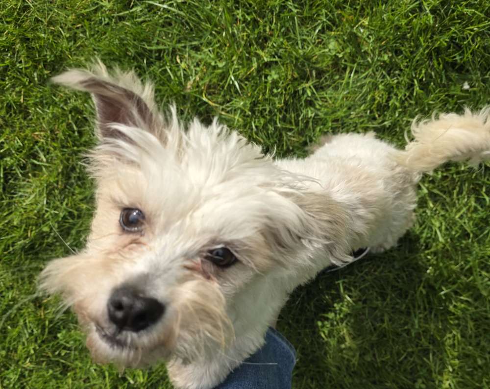 Hundetreffen-Treffen und Kennenlernen für kleine Hunde. Regelmäßige Treffen möglich-Profilbild