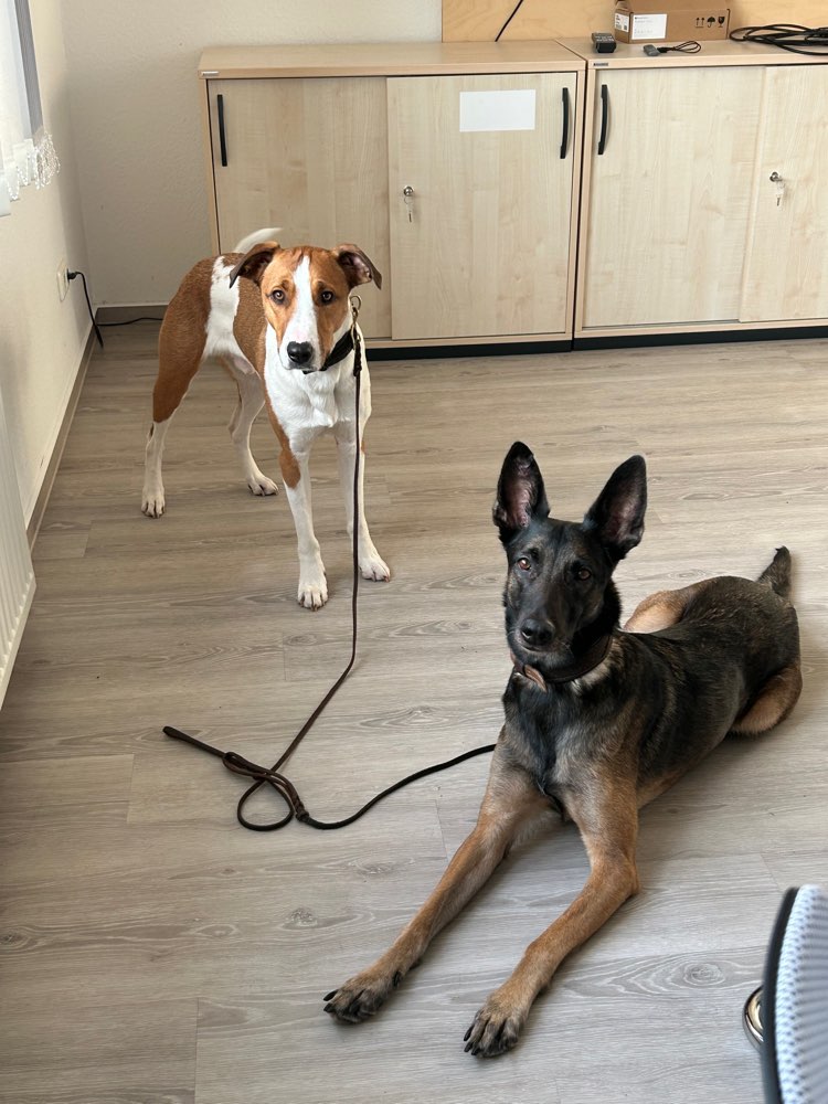 Hundetreffen-Spazieren inkl. Fotoshooting-Profilbild