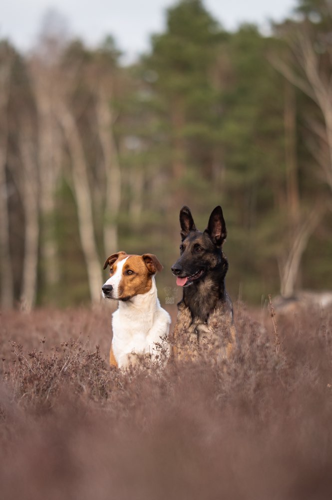 Hundetreffen-SocialWalks, entspannte Gassirunden-Profilbild