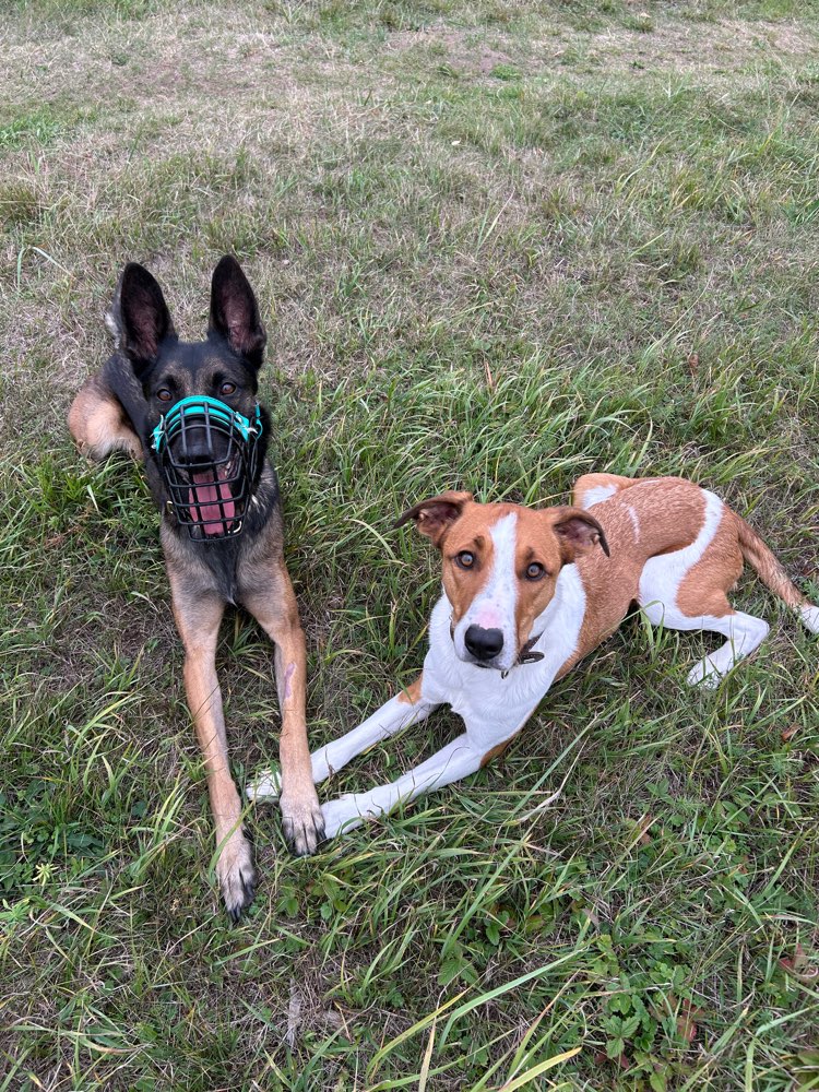 Hundetreffen-SocialWalks/gemeinsames Gassi-Profilbild