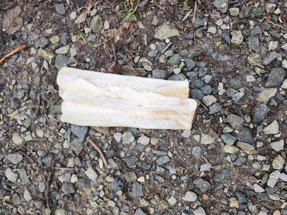 Giftköder-Evtl. Giftköder-Profilbild