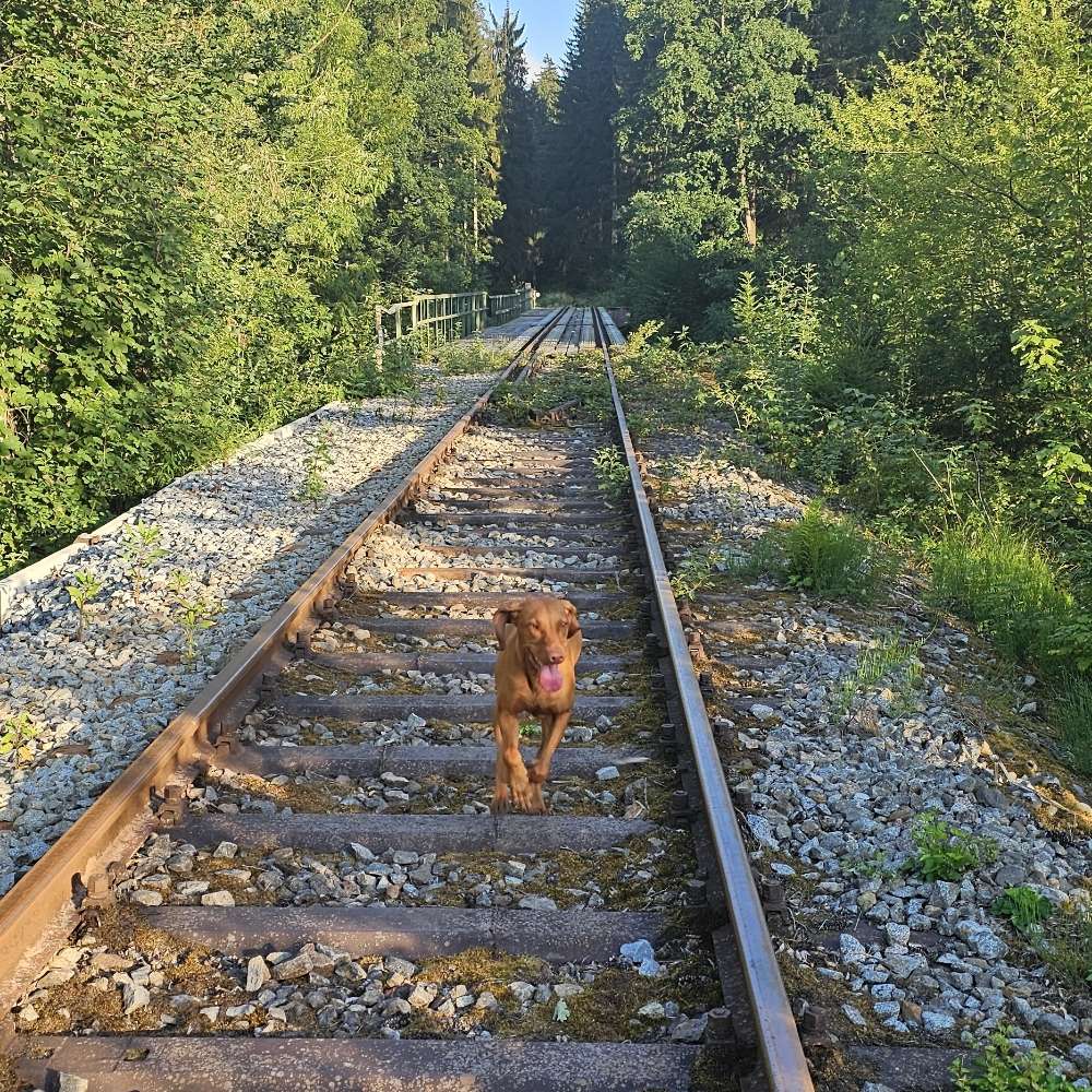 Hundetreffen-Aktives Rennen, gerne mit etwas Training-Profilbild