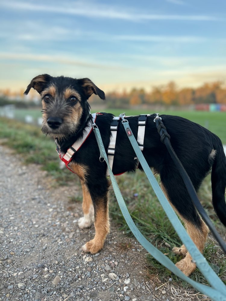 Hundetreffen-Kleine Hunde 🐶-Profilbild