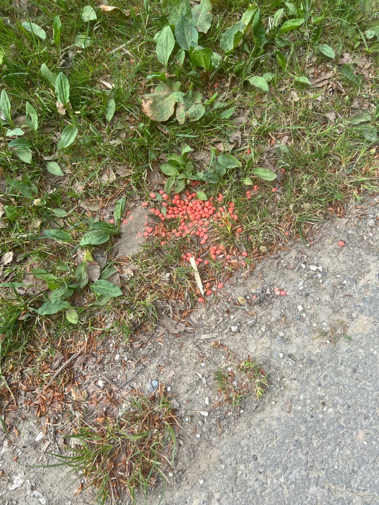 Giftköder-Vermutlich Ratten/ Nagergift-Profilbild