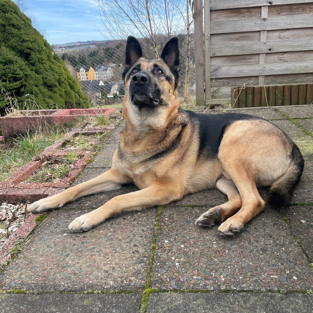 Hundetreffen-Spaziergang 🐾-Profilbild