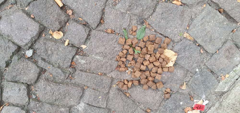 Giftköder-Verstreutes Hundefutter-Profilbild