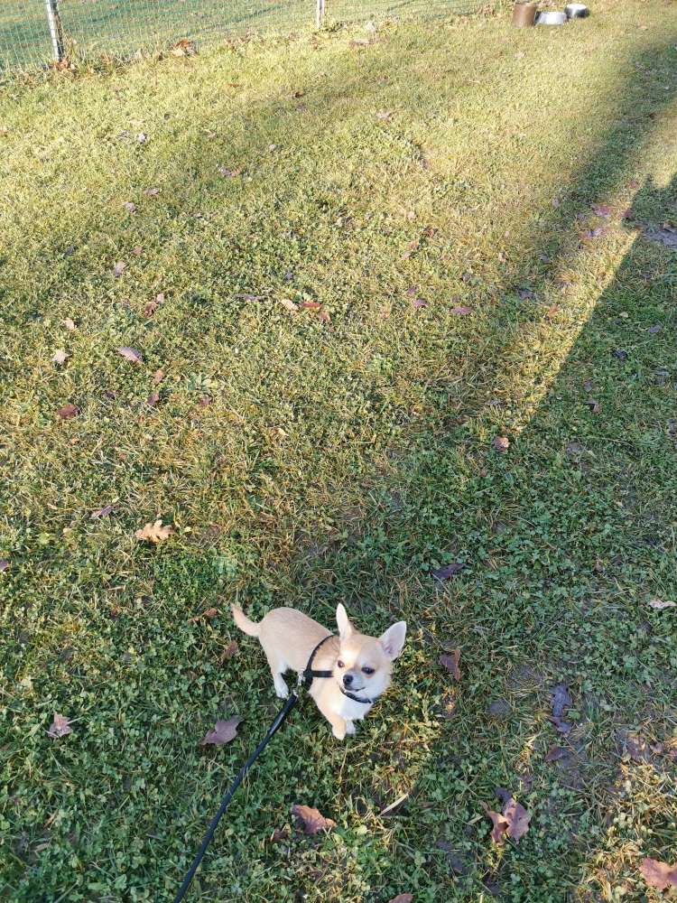 Hundetreffen-Social Walk/ Gassirunde an der Leine-Profilbild