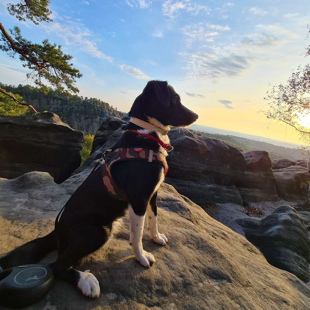 Hundetreffen-Sozial Walks-Profilbild