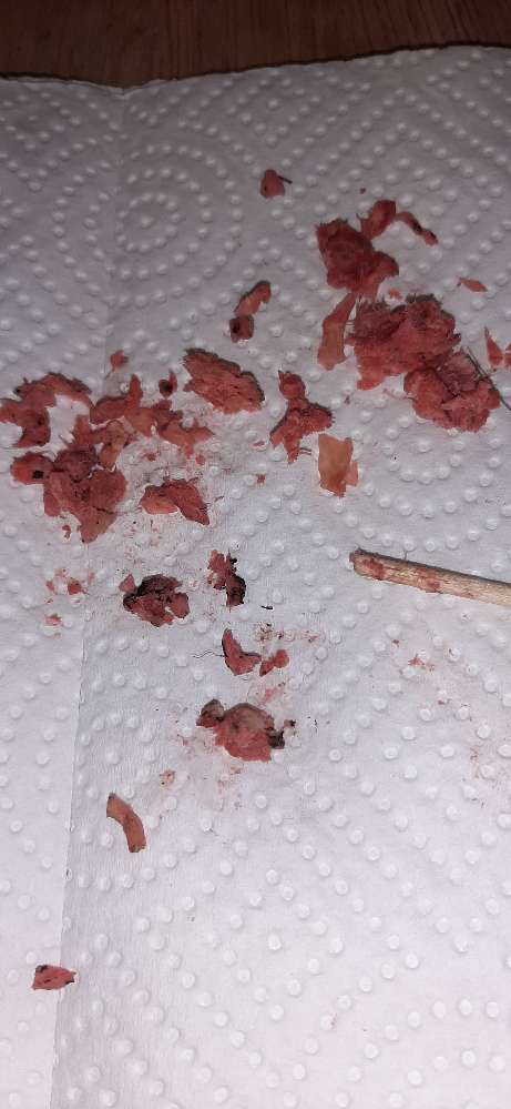 Giftköder-Vermutliches Rattengift-Profilbild