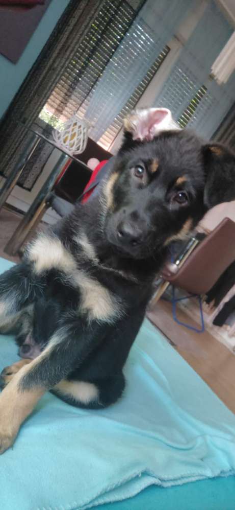 Hundetreffen-Welpen treffen-Profilbild