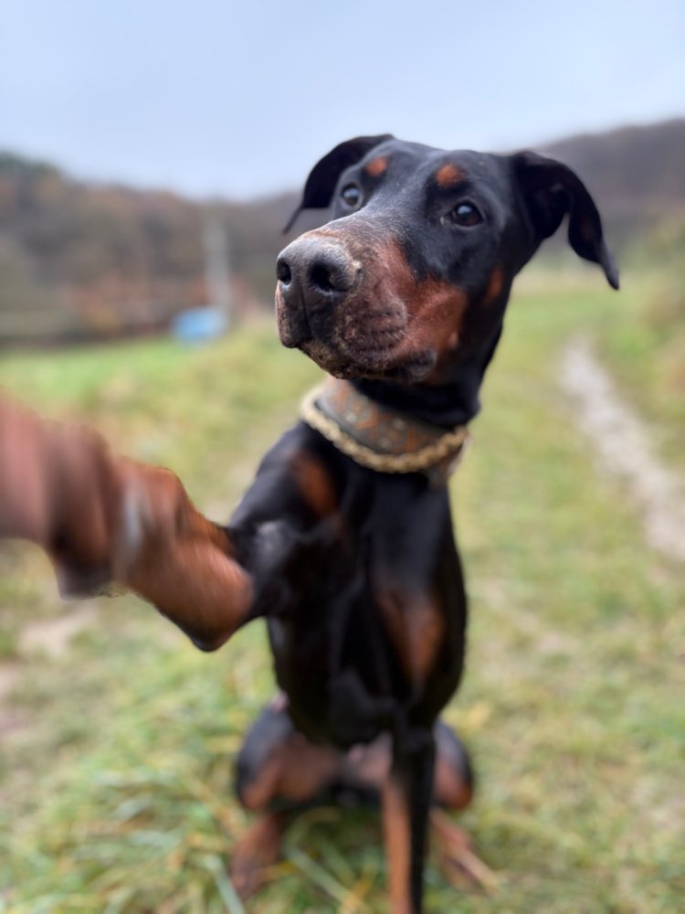 Hundetreffen-Sozialkontakte-Profilbild