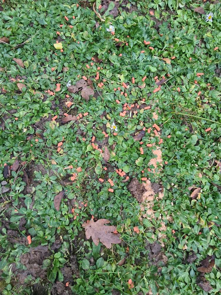 Giftköder-Giftköder (Verdacht)-Profilbild