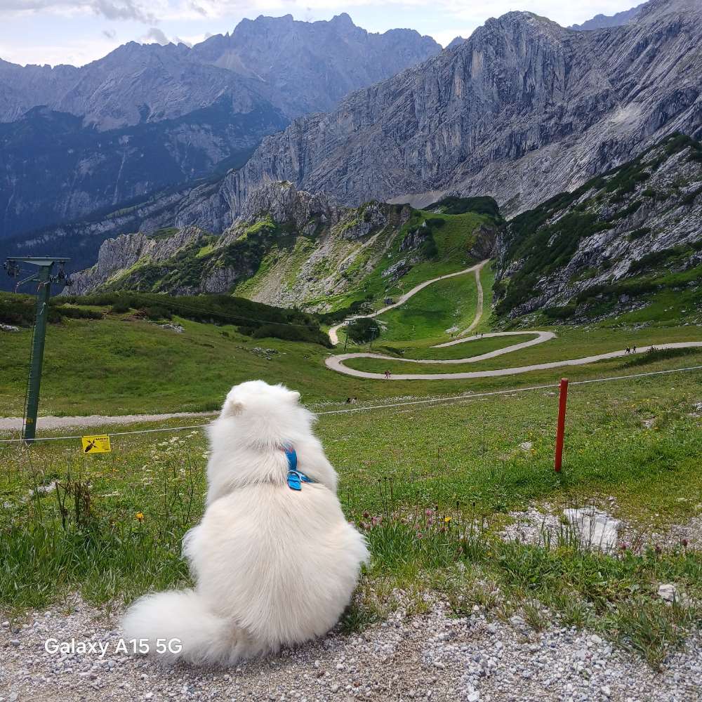 Hund in den Bergen Banner