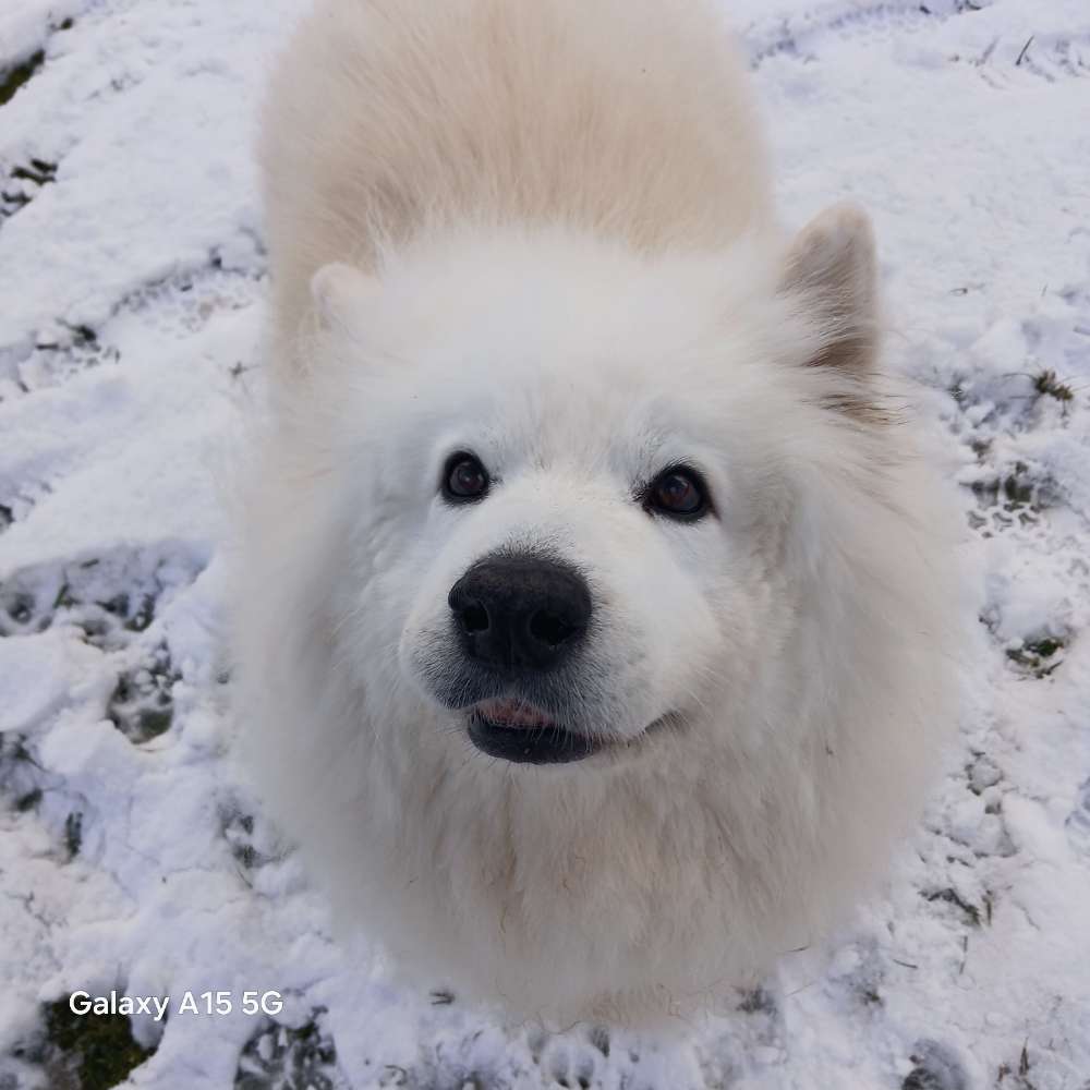 Schnee, Schnee, Schnee. Fotochallenge Banner