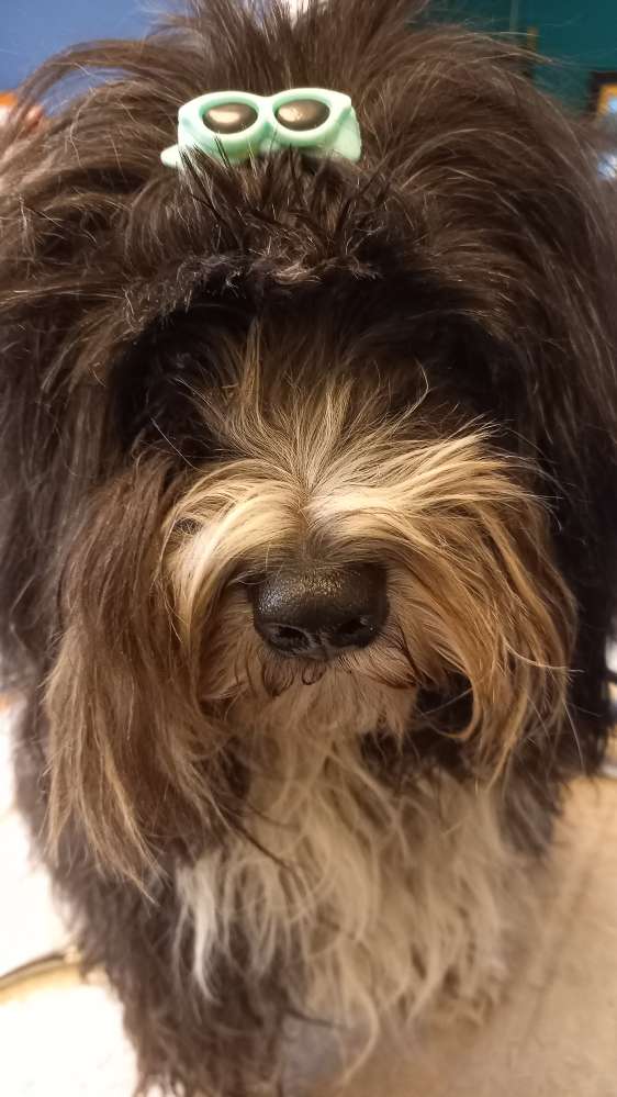 Hundetreffen-Tibet Terrier-Profilbild