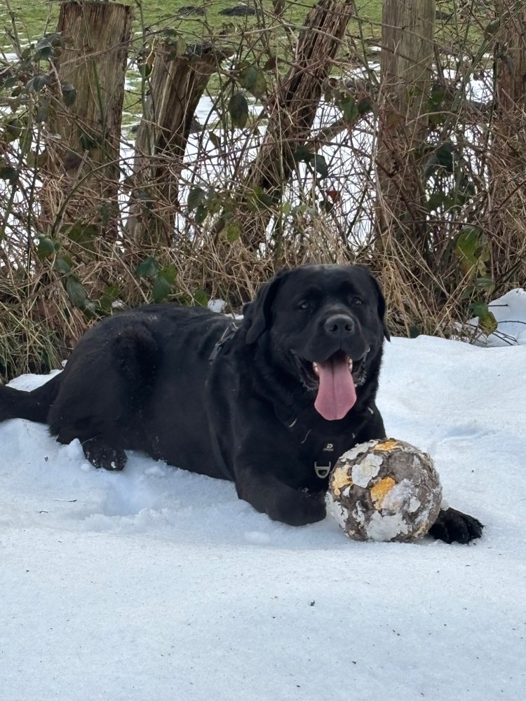 Hundetreffen-Treffen mit großen oder auch kleine Abenteurer-Profilbild