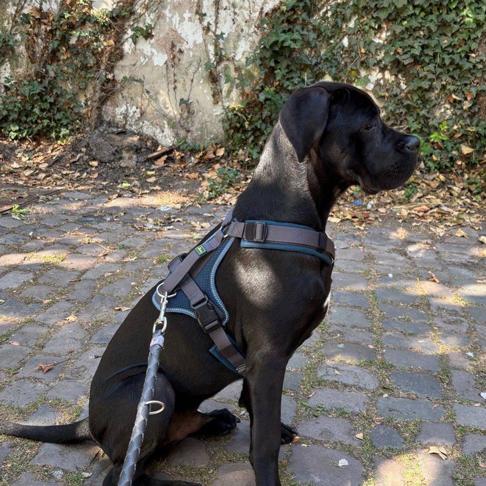 Hundetreffen-Spielkamerad🐕 (19.02.2026) gesucht-Profilbild