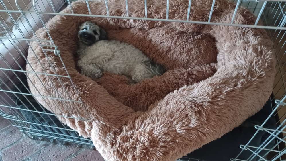 Erfahrung mit Wolkenbett  Ausstattung & Zubehr  Hundeforum von Dogorama   Dogorama App