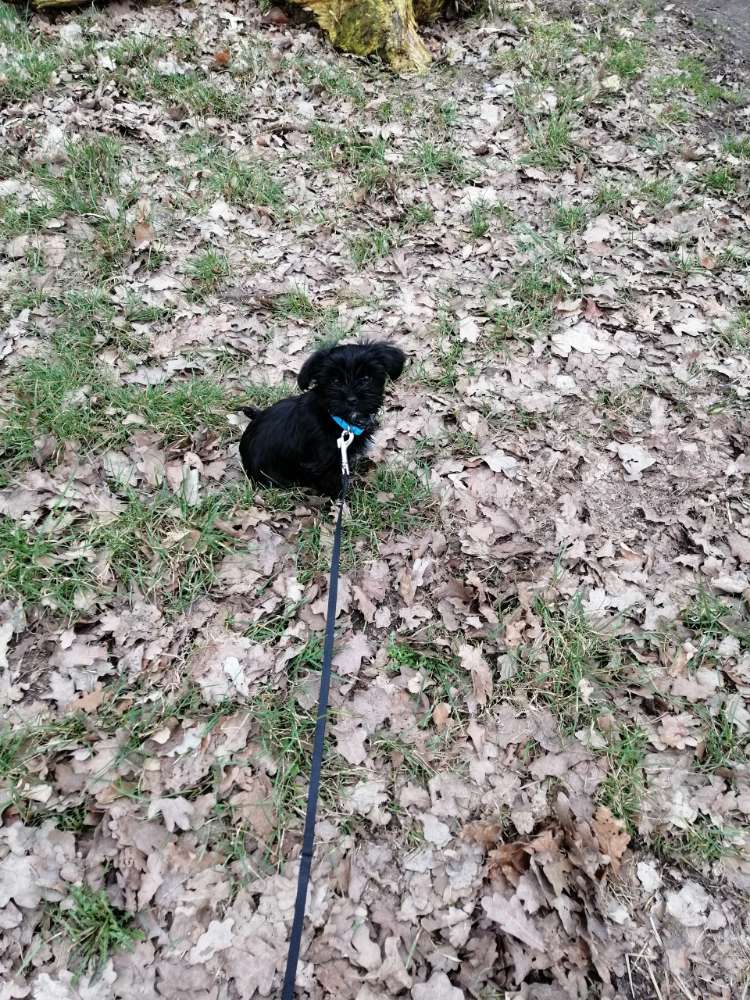 Hundetreffen-Welpentreff Hoya oder Bücken-Profilbild