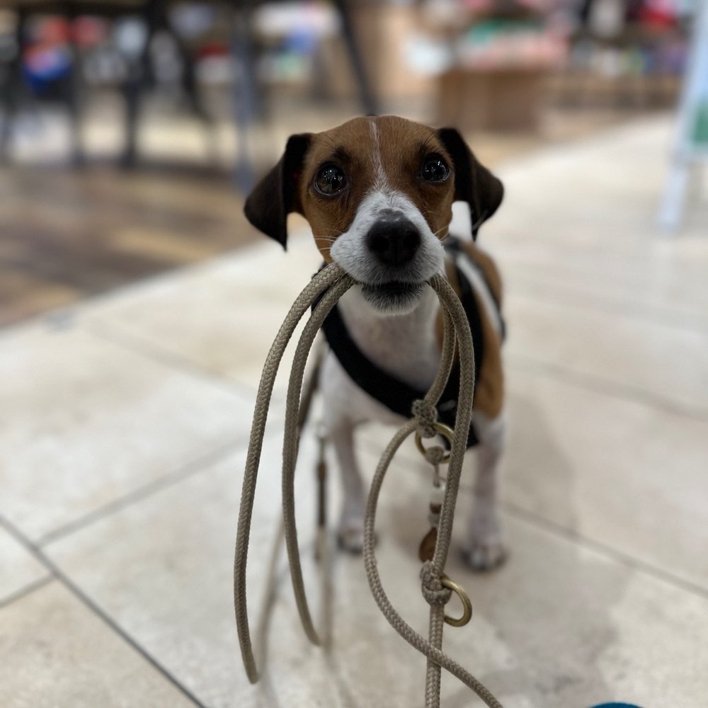 Hundetreffen-Trainingsspaziergang ohne Hundekontakt-Profilbild