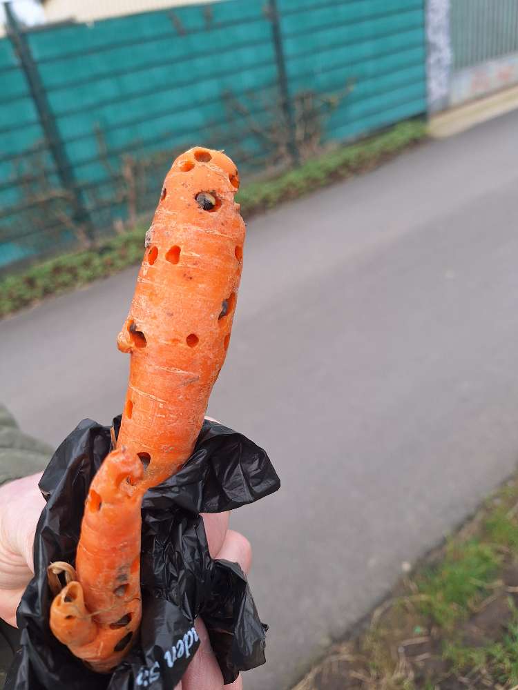 Giftköder-Gespickte Möhren-Profilbild