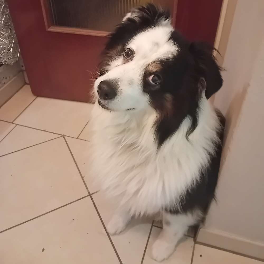 Hundetreffen-Suchen Gassipartner und Anschluss-Profilbild