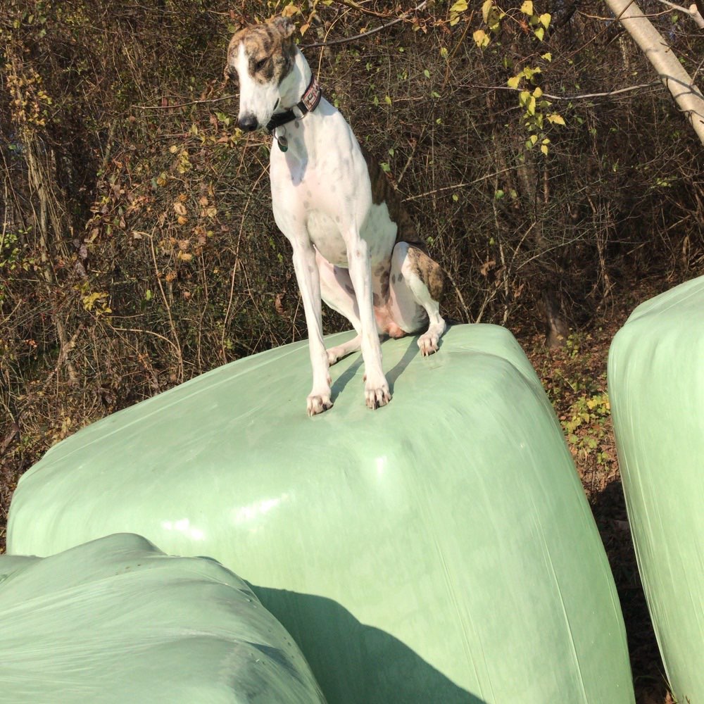 Hundetreffen-Spielrunde mit einem Windhund 😊-Profilbild