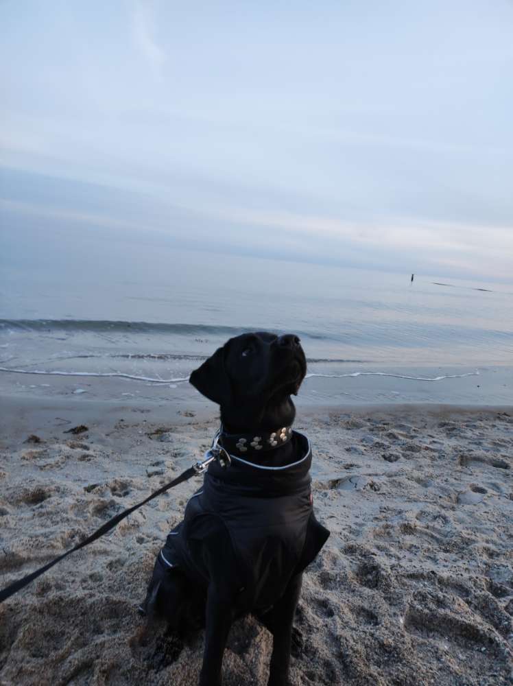 Hundetreffen-Spieltreffen-Profilbild