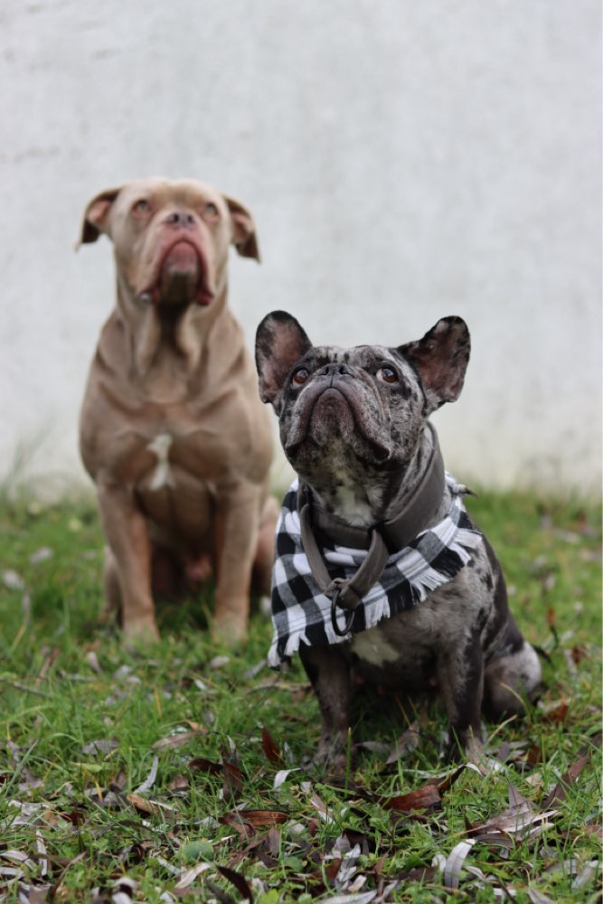 Hundetreffen-friedlicher, kontrollierter Leinenspaziergang-Profilbild