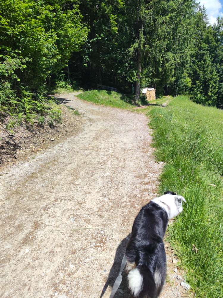 Hundetreffen-Treffen zum lernen und Spaß haben-Profilbild